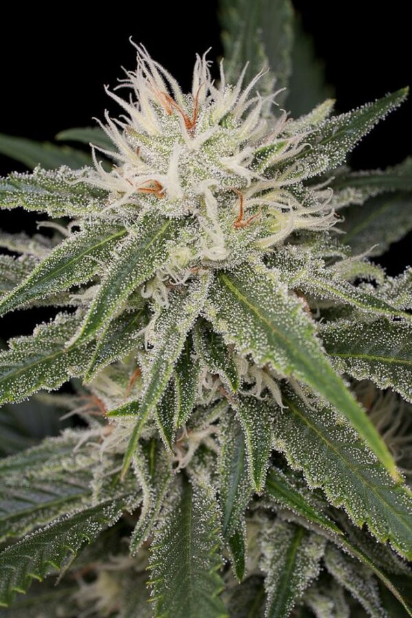 Original Amnesia Feminised Seeds - Image 2