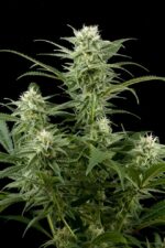 Original Amnesia Feminised Seeds