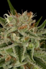 Original Amnesia Feminised Seeds - Image 3