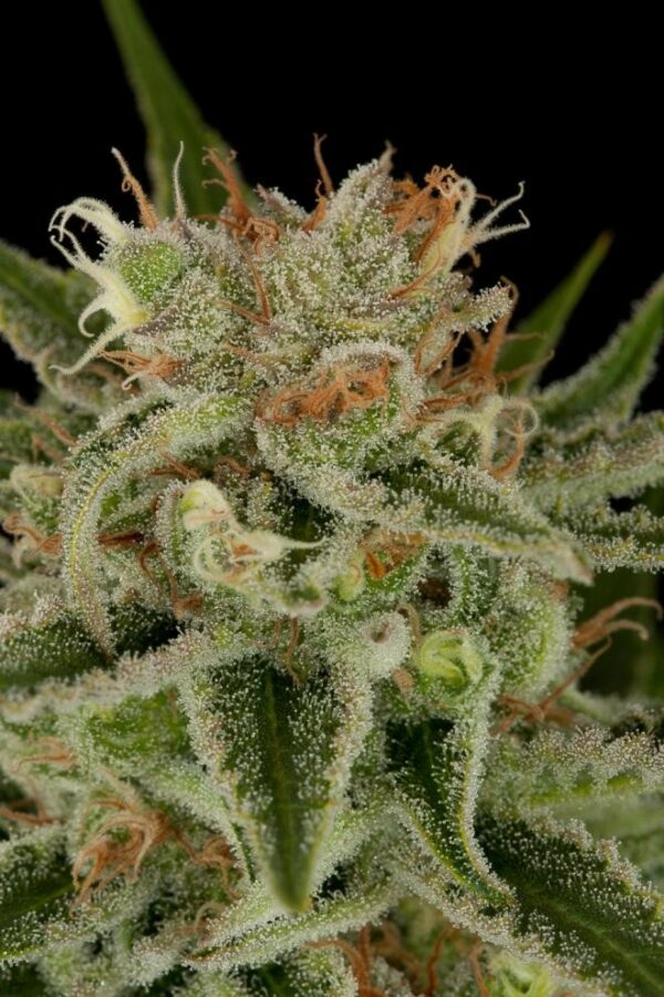 Original Amnesia Feminised Seeds - Image 3