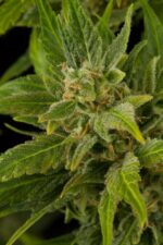 Fruit Auto Feminised Seeds - Image 2