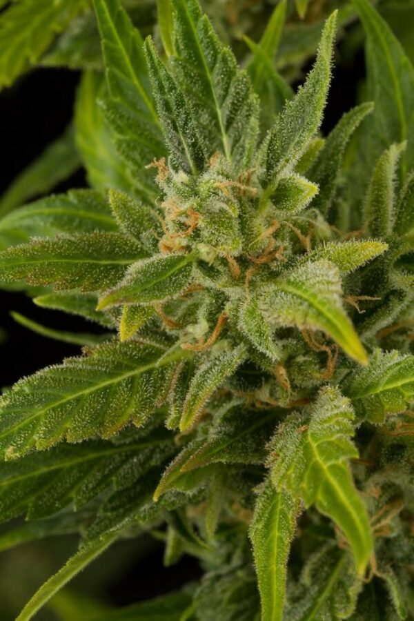 Fruit Auto Feminised Seeds - Image 2