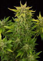 Fruit Auto Feminised Seeds