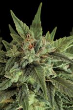 Fruit Auto Feminised Seeds - Image 3