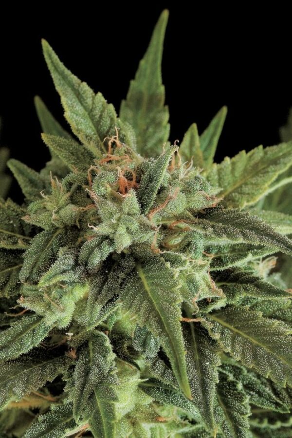 Fruit Auto Feminised Seeds - Image 3