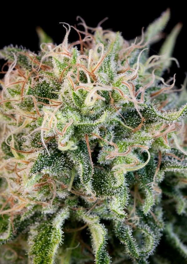 Critical Jack Feminised Seeds - Image 3