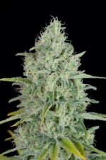 Critical Jack Feminised Seeds - Image 2