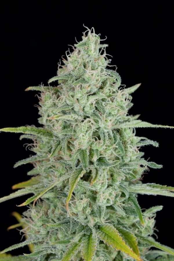Critical Jack Feminised Seeds - Image 2