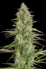 Critical Jack Feminised Seeds