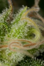Critical Jack Feminised Seeds - Image 4