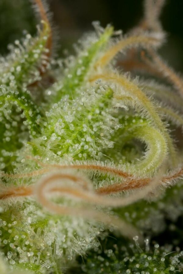 Critical Jack Feminised Seeds - Image 4