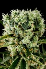 Moby Dick 2 Feminised Seeds - Image 2