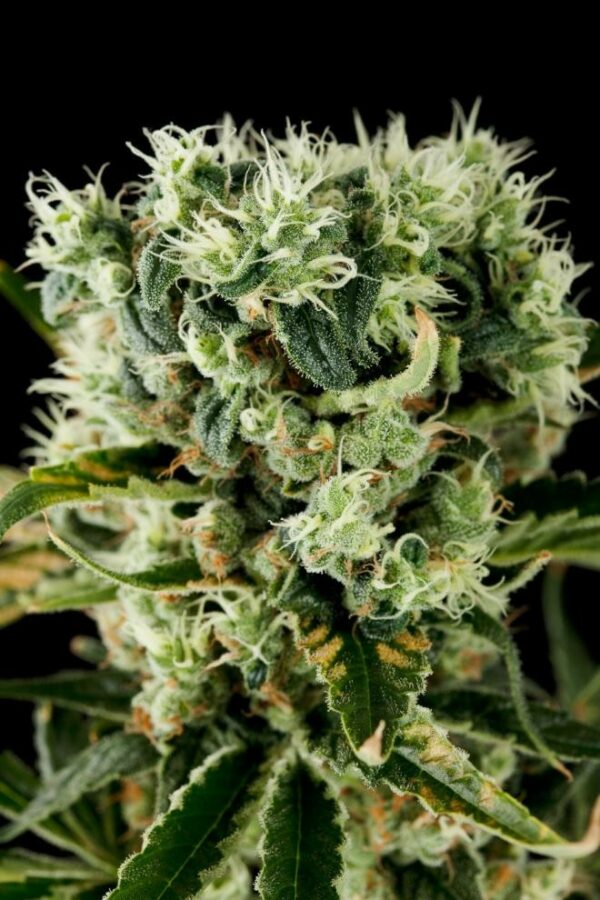 Moby Dick 2 Feminised Seeds - Image 2