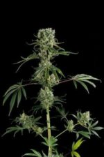 Moby Dick 2 Feminised Seeds