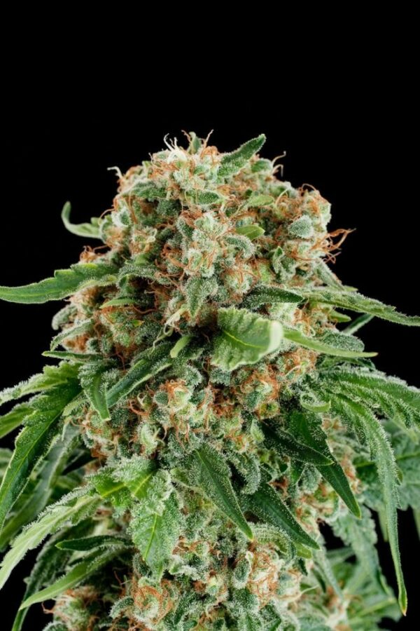 White Siberian Feminised Seeds - Image 2