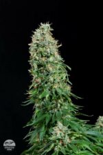 White Siberian Feminised Seeds