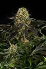 White Siberian Feminised Seeds - Image 3