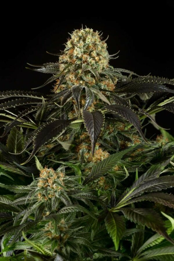 White Siberian Feminised Seeds - Image 3
