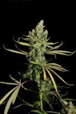Cheese Feminised Seeds - Image 3
