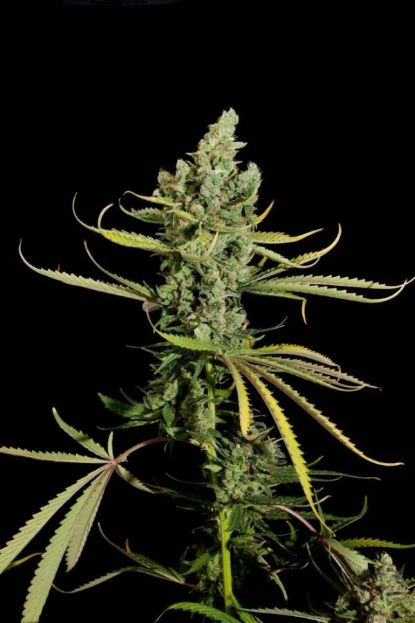 Cheese Feminised Seeds - Image 3