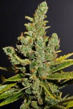 Cheese Feminised Seeds