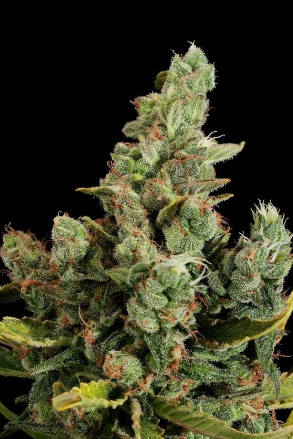 Cheese Feminised Seeds - Image 2