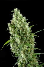 Super Silver Feminised Seeds