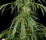 Super Silver Feminised Seeds - Image 2
