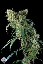 Super Silver Feminised Seeds - Image 3