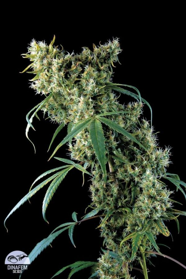 Super Silver Feminised Seeds - Image 3