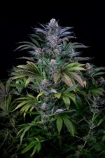 Super Silver Feminised Seeds - Image 4