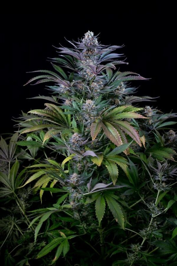 Super Silver Feminised Seeds - Image 4