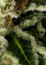 Shark Attack Feminised Seeds - Image 2