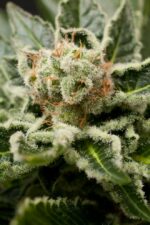 Shark Attack Feminised Seeds