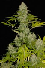 Power Kush Feminised Seeds
