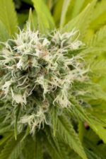 Power Kush Feminised Seeds - Image 2