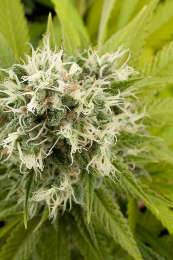 Power Kush Feminised Seeds - Image 2