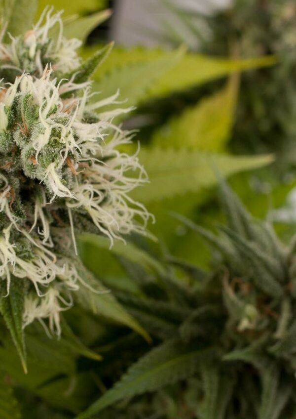 Power Kush Feminised Seeds - Image 3