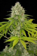 Power Kush Feminised Seeds - Image 4