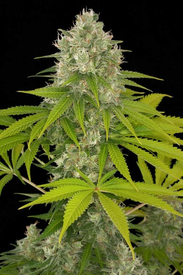 Power Kush Feminised Seeds - Image 4