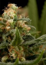 Industrial Plant Feminised Seeds - Image 4