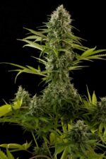 Industrial Plant Feminised Seeds