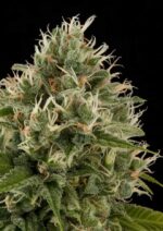 Industrial Plant Feminised Seeds - Image 3