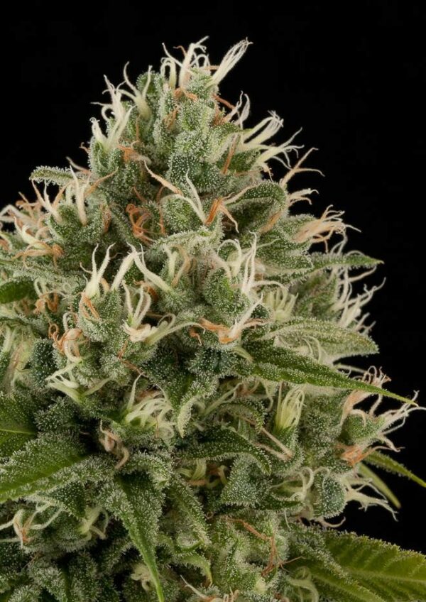 Industrial Plant Feminised Seeds - Image 3
