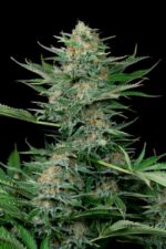 Industrial Plant Feminised Seeds - Image 2