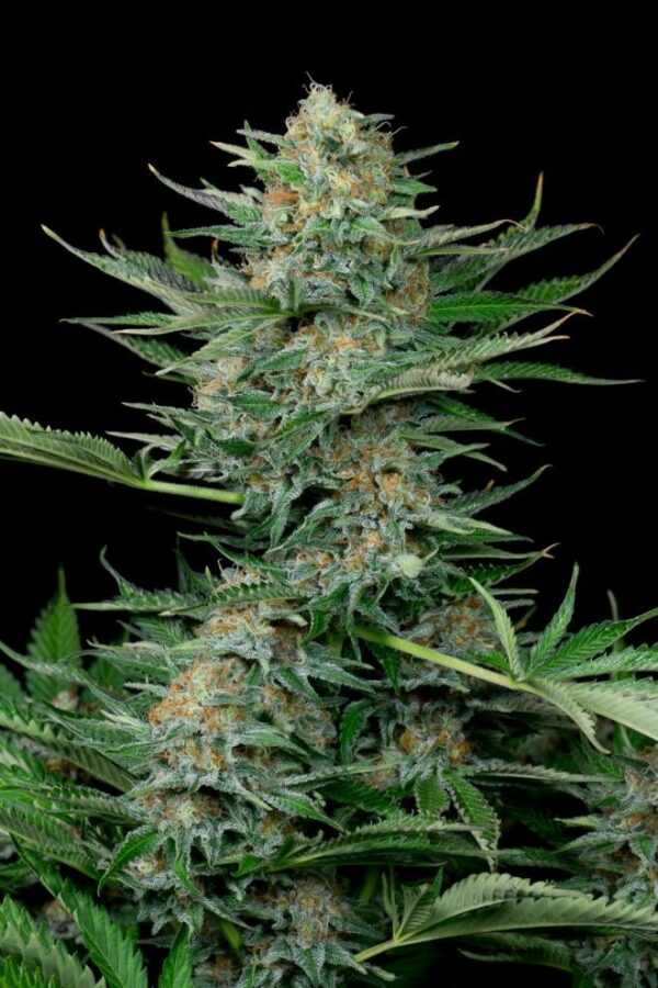 Industrial Plant Feminised Seeds - Image 2