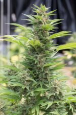 Diesel Feminised Seeds