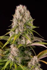Diesel Feminised Seeds - Image 2