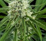 Critical + Feminised Seeds - Image 2
