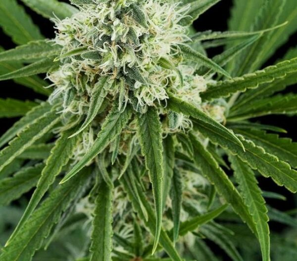 Critical + Feminised Seeds - Image 2